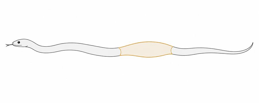 お腹（体腔）が膨らんだヘビのイメージ図