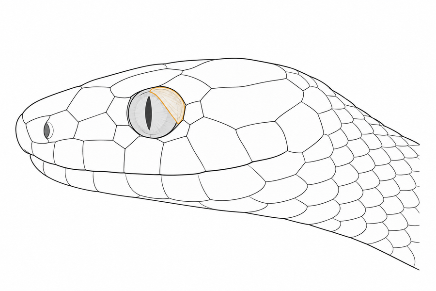 ヘビの目の周りの膜（眼鏡膜）に皮が残る様子のイメージ図